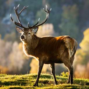 Deer Stalking - Everything You Need To Know