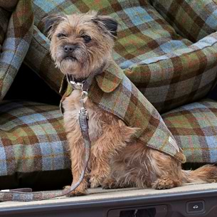 How to measure a dog for a coat