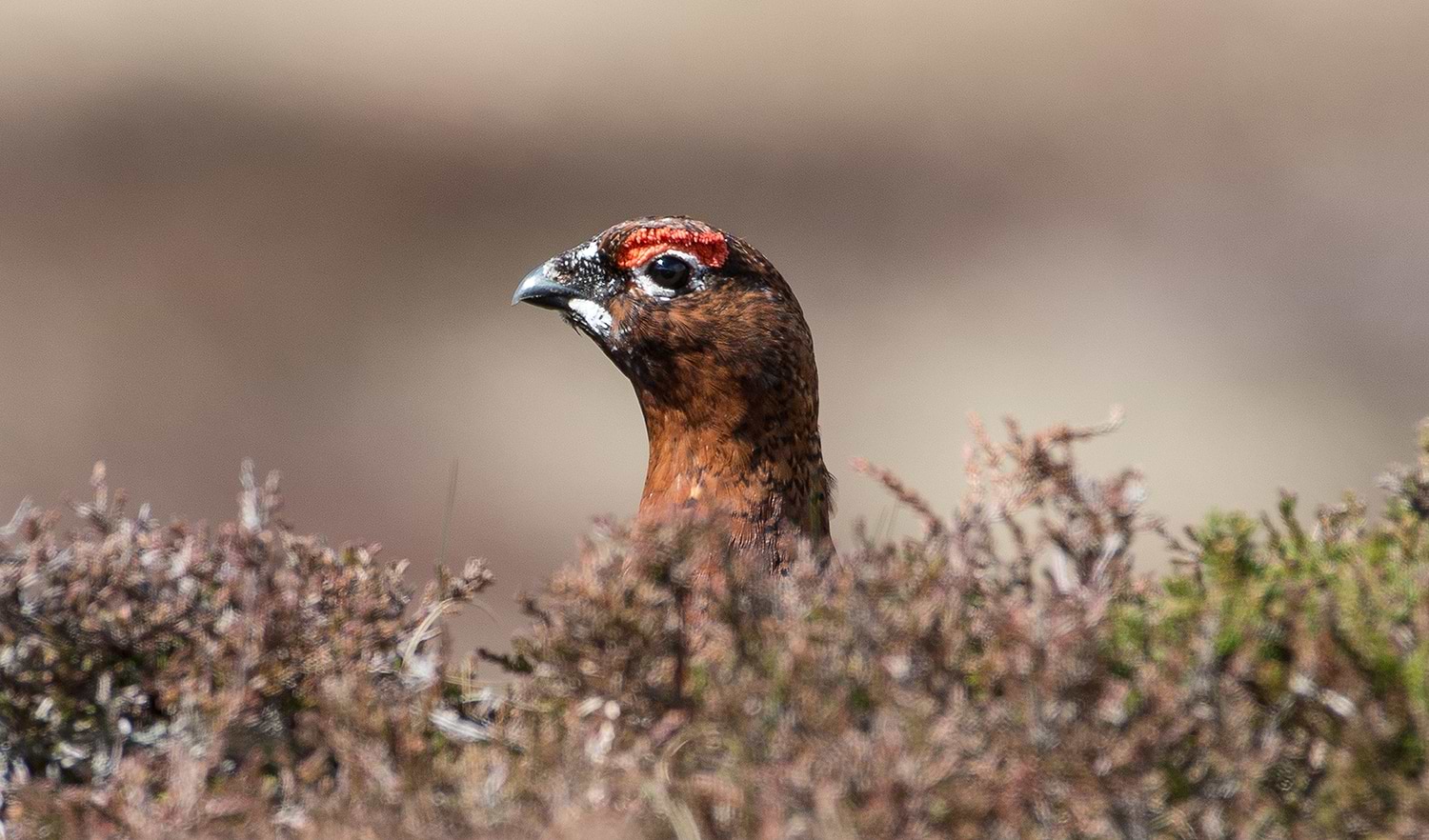 Glorious 12 Essentials