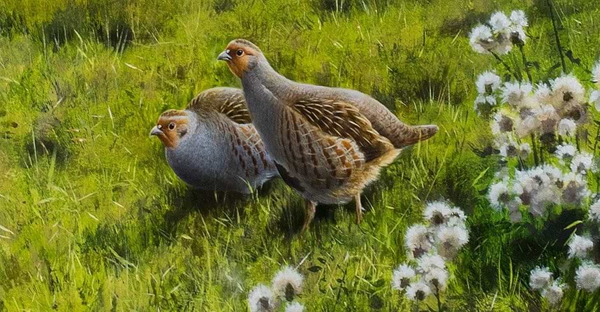 The Modest Game Bird