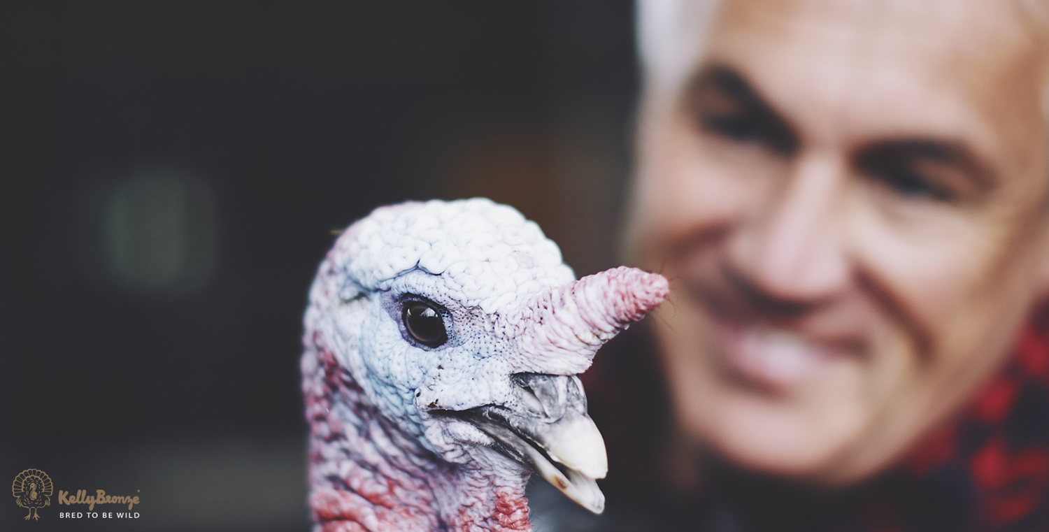 What's so special about a KellyBronze turkey?