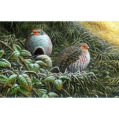 Frosty Partridge by Geoff Rollinson
