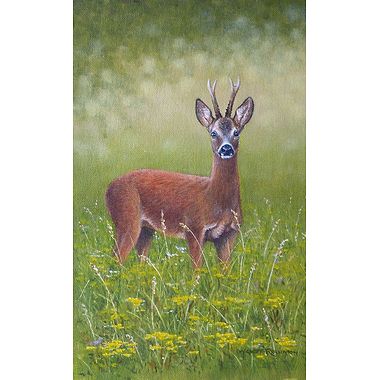 Summer Roebuck by Geoff Rollinson
