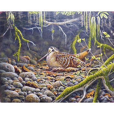 Woodcock by Geoff Rollinson