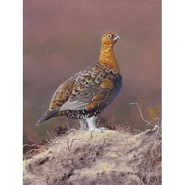 Cock Grouse by Ben Hoskyns