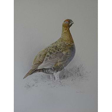 Red Grouse by Ben Hoskyns