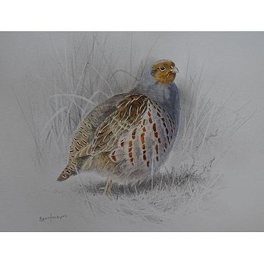 Grey Partridge by Ben Hoskyns