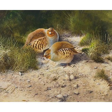 Partridges by Terence Lambert