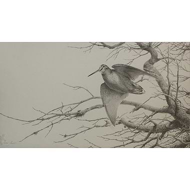 Woodcock by Terence Lambert