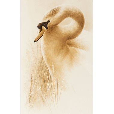 Swan by Terence Lambert