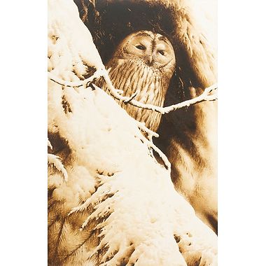 Tawny Owl by Terence Lambert