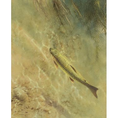 Wee Brownie by Terence Lambert