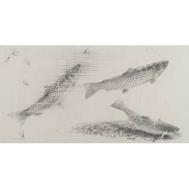 Trout Studies by Terence Lambert