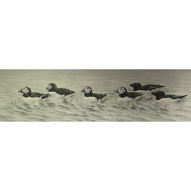 Puffin & Razorbill Flotilla by Terence Lambert