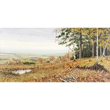 November Roe by Alistair Makinson