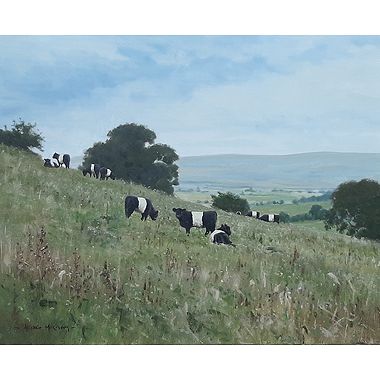 Belted Galloways by Alistair Makinson