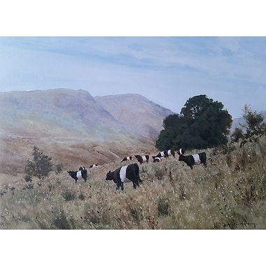 Belted Galloways by Alistair Makinson