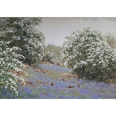 Pheasants in Bluebells by Alistair Makinson