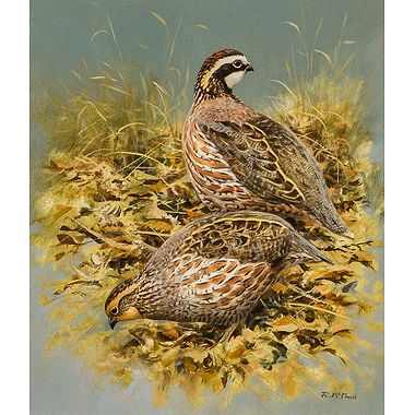 Bobwhite Quail by Rodger McPhail
