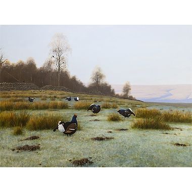 Black Cock by Rodger McPhail