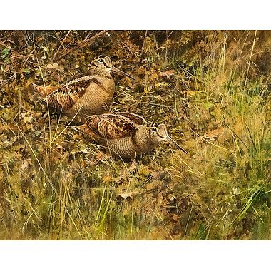 Two Woodcock by Rodger McPhail