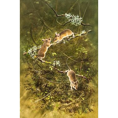 Three Mice  by Rodger McPhail