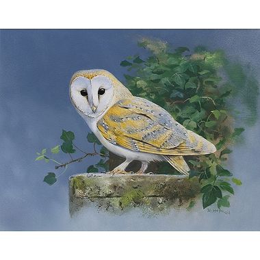 Barn Owl by Rodger McPhail