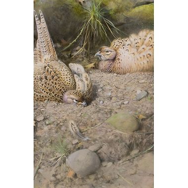 Dusting Hen Pheasants by Rodger McPhail