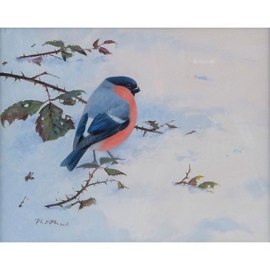Bullfinch by Rodger McPhail