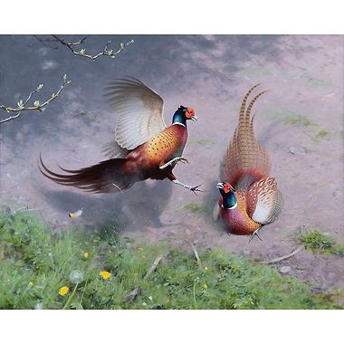 Fighting Pheasants by Rodger McPhail