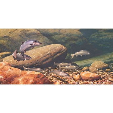 Watchful Salmon by Rodger McPhail