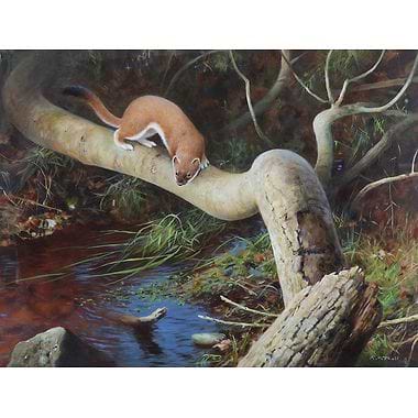 Stoat by Rodger McPhail