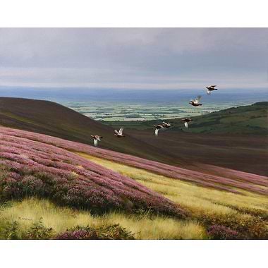 Grouse Over Heather by Rodger McPhail