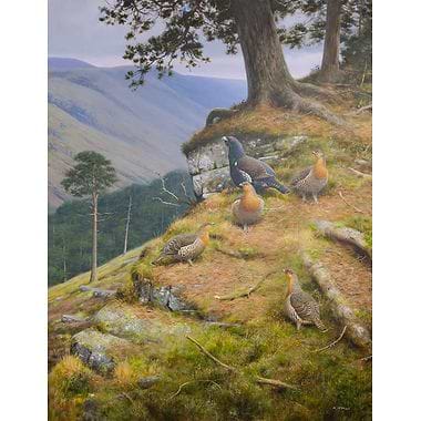 Capercaillies by Rodger McPhail