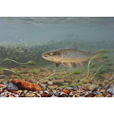 Trout, Under Water by Rodger McPhail