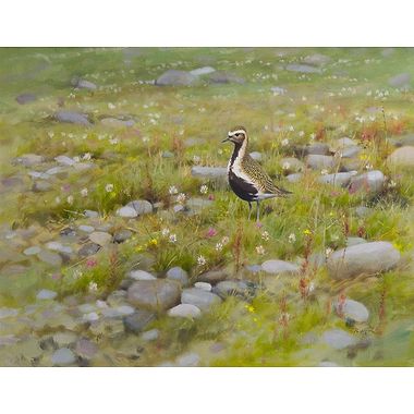 Golden Plover by Rodger McPhail