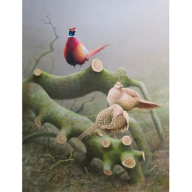 Pheasants by Rodger McPhail