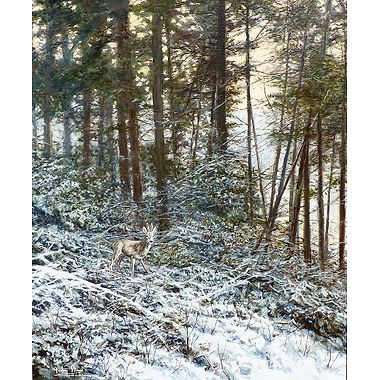 Roe Buck In Velvet by Alastair Proud