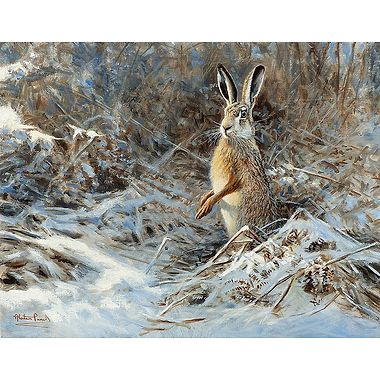 Winter Hare by Alastair Proud