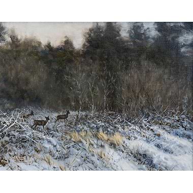 Roe Deer in Woodland by Alastair Proud