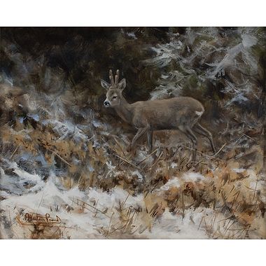 Roe Buck at Forest Edge by Alastair Proud