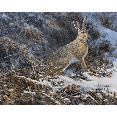 Winter Hare in Bracken by Alastair Proud