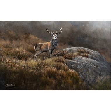 Torridon Stag by Alastair Proud
