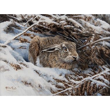 Ready for the Off - Brown Hare by Alastair Proud
