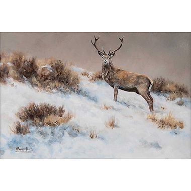 Winter Stag by Alastair Proud