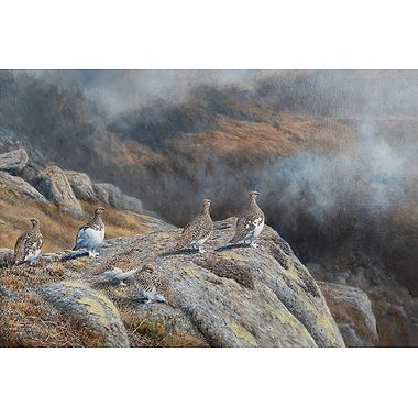 On the High Tops - Ptarmigan by Alastair Proud