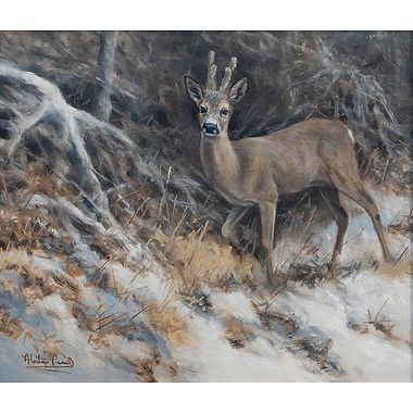 Winter Roe Buck by Alastair Proud
