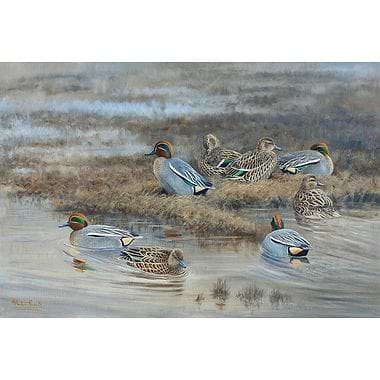 Teal Resting Up by Alastair Proud