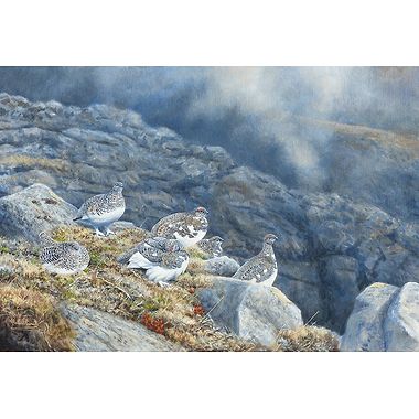 A Rocky Haven, Ptarmigan by Alastair Proud