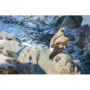 High on Ptarmigan Ground - Golden Eagle by Alastair Proud